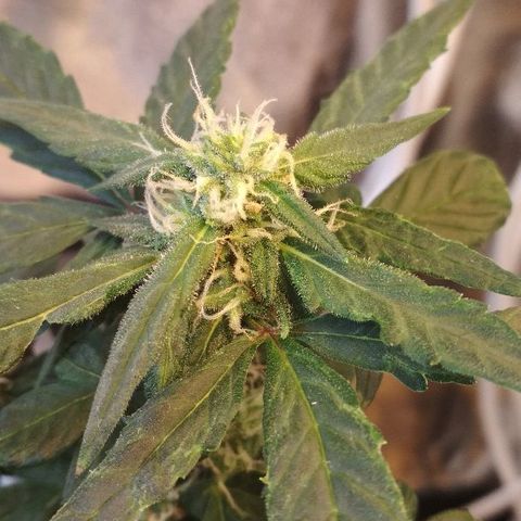 Auto Bubble Gum growlog timeline photo