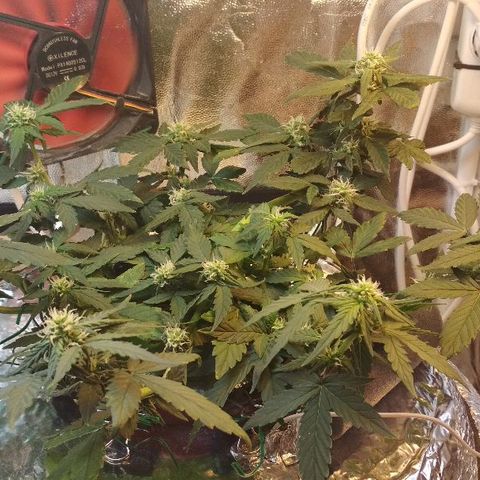 Auto Bubble Gum growlog timeline photo