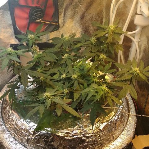 Auto Bubble Gum growlog timeline photo