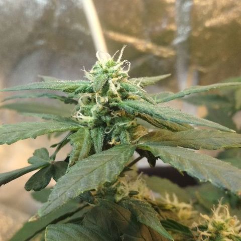 Auto Bubble Gum growlog timeline photo