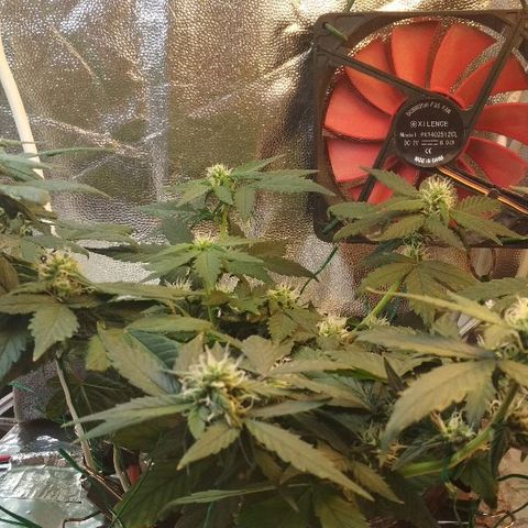 Auto Bubble Gum growlog timeline photo