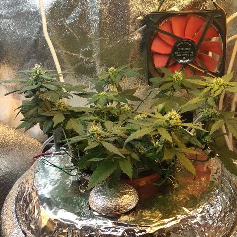 Auto Bubble Gum growlog timeline photo
