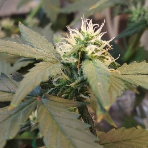 Auto Bubble Gum growlog timeline photo