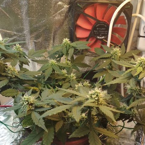 Auto Bubble Gum growlog timeline photo