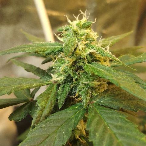Auto Bubble Gum growlog timeline photo