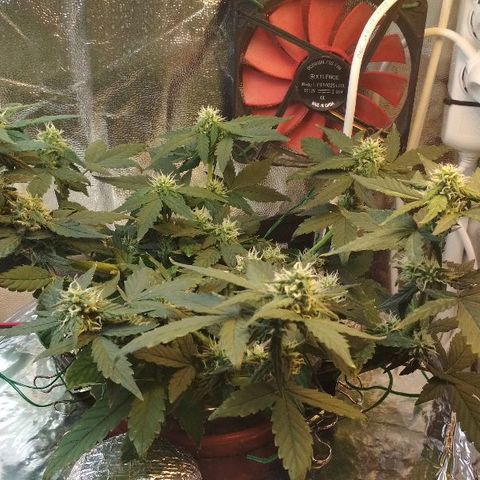 Auto Bubble Gum growlog timeline photo