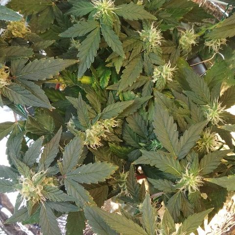 Auto Bubble Gum growlog timeline photo