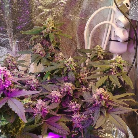 Auto Bubble Gum growlog timeline photo