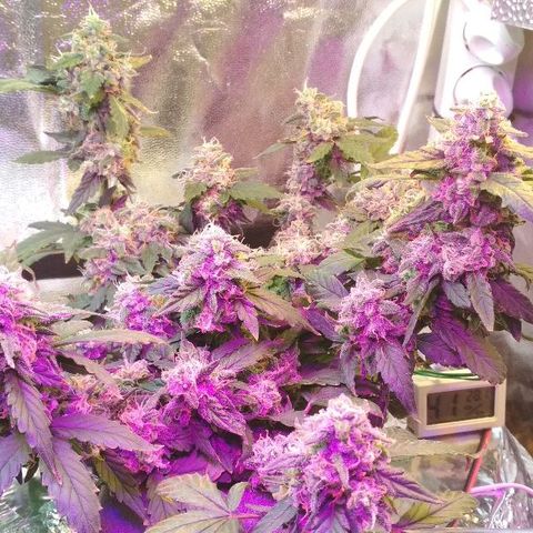 Auto Bubble Gum growlog timeline photo