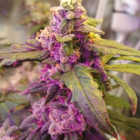 Auto Bubble Gum growlog timeline photo