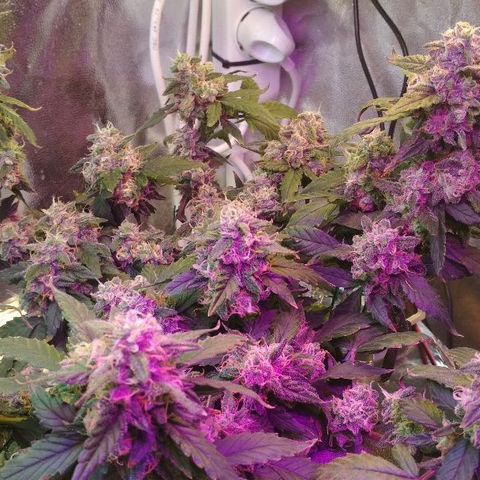 Auto Bubble Gum growlog timeline photo