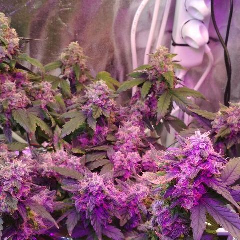 Auto Bubble Gum growlog timeline photo