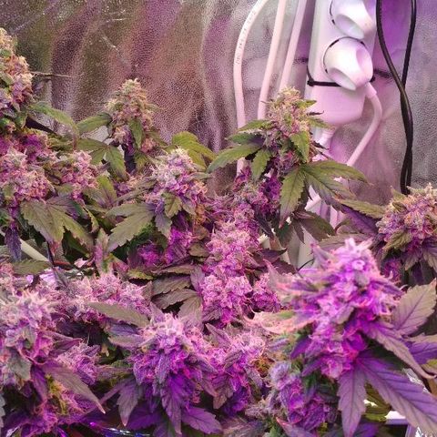 Auto Bubble Gum growlog timeline photo