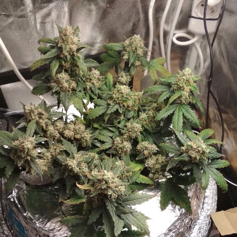 Auto Bubble Gum growlog timeline photo