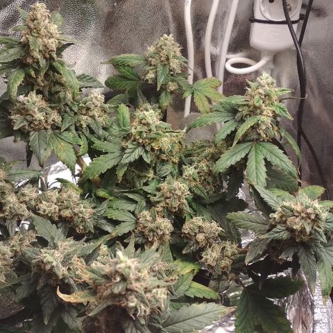Auto Bubble Gum growlog timeline photo