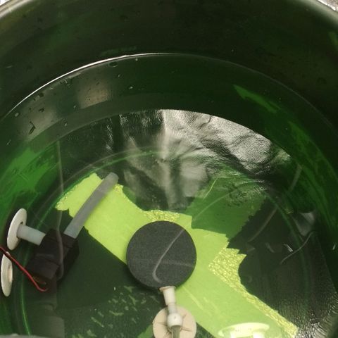 Auto Bubble Gum growlog timeline photo