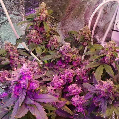 Auto Bubble Gum growlog timeline photo