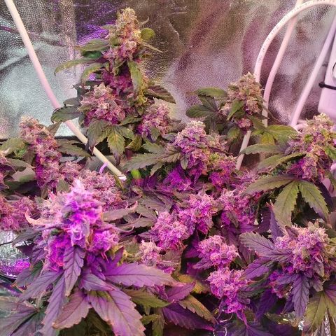 Auto Bubble Gum growlog timeline photo