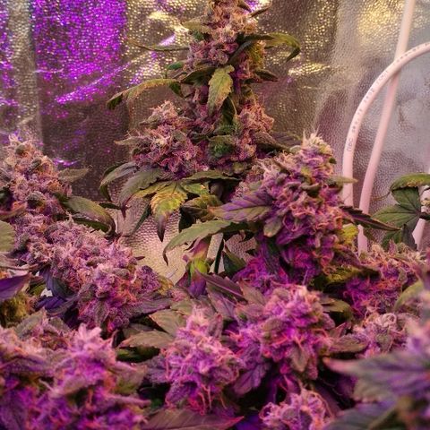 Auto Bubble Gum growlog timeline photo