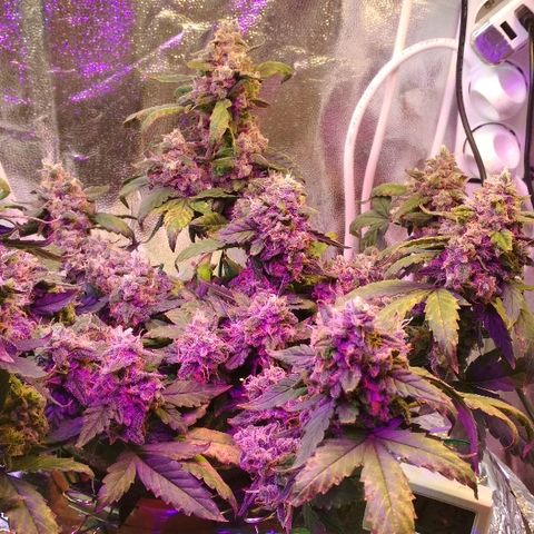 Auto Bubble Gum growlog timeline photo