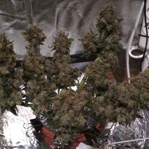 Auto Bubble Gum growlog timeline photo