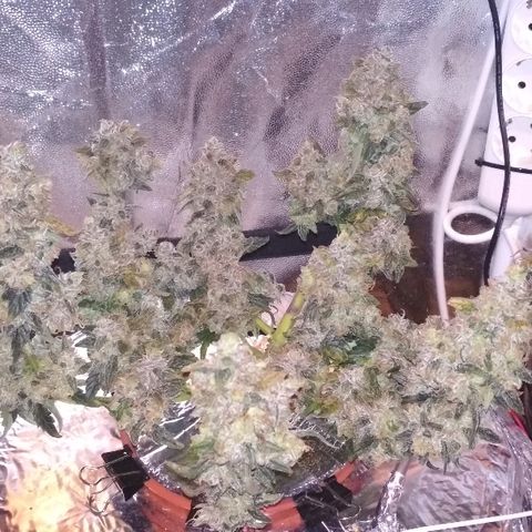 Auto Bubble Gum growlog timeline photo