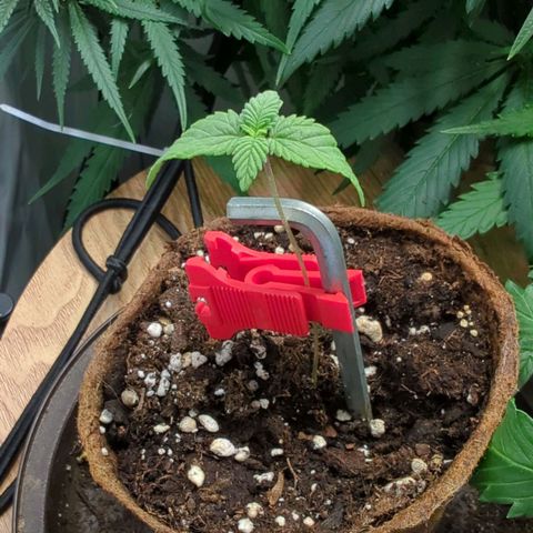 Gelato - Barney's Farm growlog timeline photo
