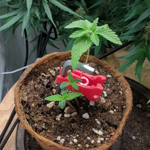 Gelato - Barney's Farm growlog timeline photo