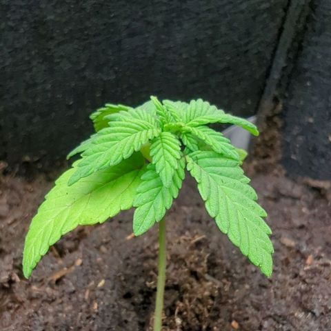 Gelato - Barney's Farm growlog photo: Umtopfen in Zwischentopf bis die richtigen Töpfe kommen.