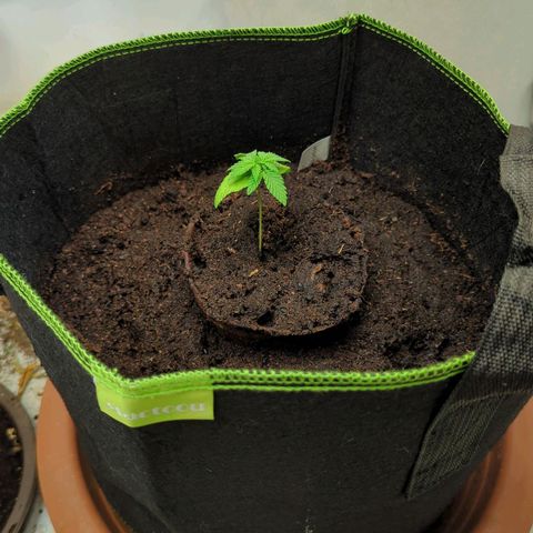 Gelato - Barney's Farm growlog photo: Umtopfen in Zwischentopf bis die richtigen Töpfe kommen.