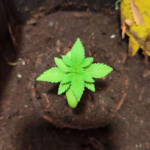 Gelato - Barney's Farm growlog timeline photo