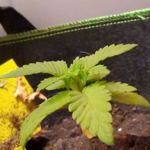 Gelato - Barney's Farm growlog timeline photo