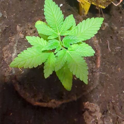Gelato - Barney's Farm growlog timeline photo