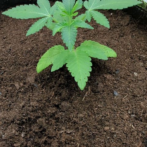 Gelato - Barney's Farm growlog timeline photo