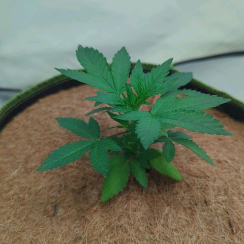 Gelato - Barney's Farm growlog timeline photo