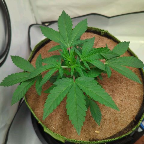 Gelato - Barney's Farm growlog timeline photo