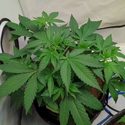 Gelato - Barney's Farm growlog timeline photo