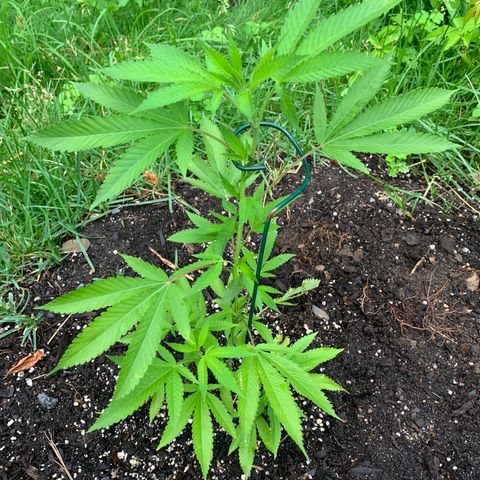 Moms SK (L) growlog photo: Begin log
