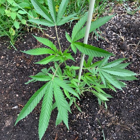 Bobs Clone (sour kush) growlog photo: Moms
