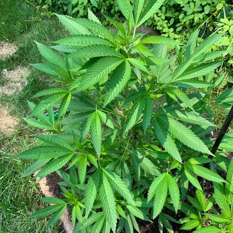 Moms SK (L) growlog timeline photo