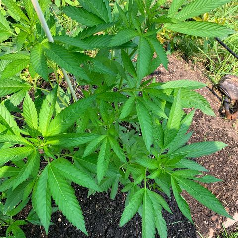 Bobs Clone (sour kush) growlog timeline photo