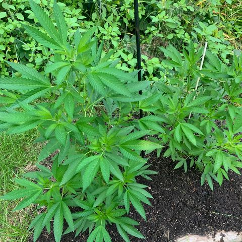 Bobs Clone (sour kush) growlog timeline photo