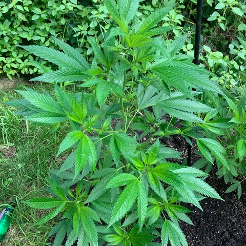 Moms SK (L) growlog timeline photo