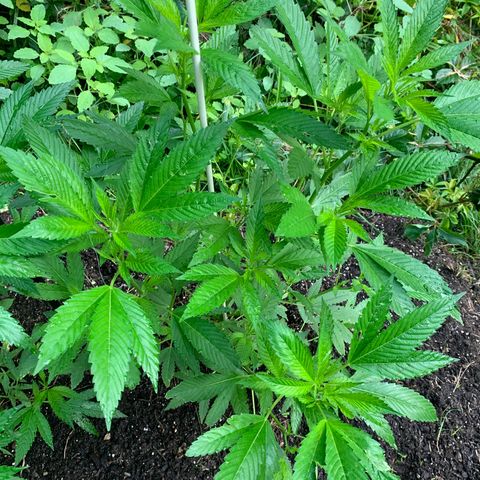 Bobs Clone (sour kush) growlog timeline photo