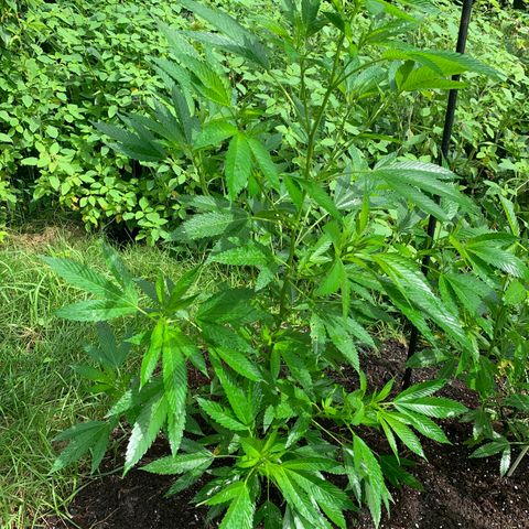 Moms SK (L) growlog timeline photo