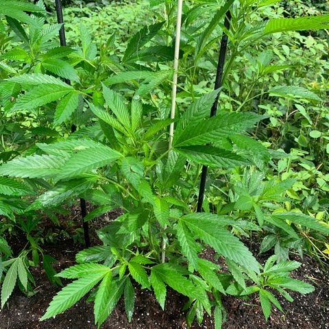 Bobs Clone (sour kush) growlog timeline photo