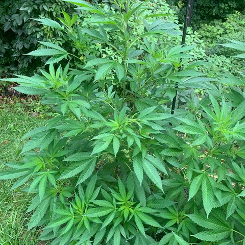 Moms SK (L) growlog photo: 1 week older than the one on right