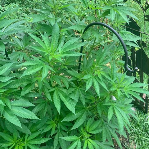 Bobs Clone (sour kush) growlog photo: 1 week younger than one on left
