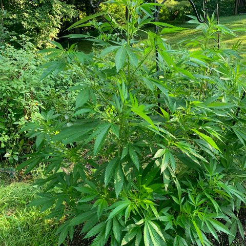 Moms SK (L) growlog timeline photo
