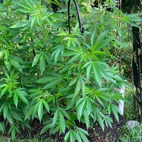 Bobs Clone (sour kush) growlog timeline photo